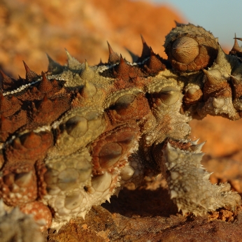 Some say thorny devils should smile more (‘ugly’) and they’re not nearly as popular as they should be 😉 (02 - Ugly and unpopular)